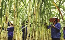 Đường tồn đọng chưa từng có, nhiều nhà máy 'cháy' kho Đường tồn đọng chưa từng có, nhiều nhà máy 'cháy' kho