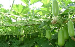 Loại quả mọc bờ bụi xưa nay hóa đặc sản, "có giá" trên mâm cơm