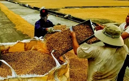 Nỗi lo siêu thị, chợ mạng