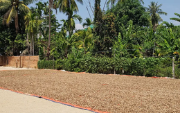 'Hạt vàng' từ Campuchia tràn về Việt Nam: Thuế suất 0% tiếp sức cho ngành xuất khẩu tỷ đô