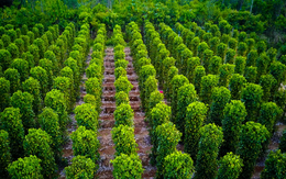Việt Nam trồng được loại gia vị như "vàng đen" khiến Ấn Độ, Mỹ, Đức đổ xô mua: Đắk Nông cực nhiều Việt Nam trồng được loại gia vị như "vàng đen" khiến Ấn Độ, Mỹ, Đức đổ xô mua: Đắk Nông cực nhiều