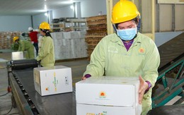 Lộc Trời dự kiến lỗ hơn 500 tỷ đồng trong năm 2025, hủy kế hoạch trả cổ tức 2023