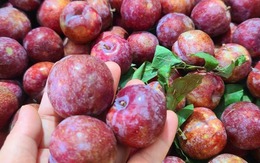 Mận đang bán đầy chợ, nhìn vào chỗ này biết ngay quả nào đắng chát, đọc rồi nhắc người thân của bạn nhé! Mận đang bán đầy chợ, nhìn vào chỗ này biết ngay quả nào đắng chát, đọc rồi nhắc người thân của bạn nhé!
