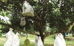 Cây "lạ đời": Trồng trước nhà thì cản lộc, trồng sau nhà thì chủ phất như diều gặp gió! Cây "lạ đời": Trồng trước nhà thì cản lộc, trồng sau nhà thì chủ phất như diều gặp gió!