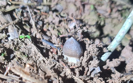 "Báu vật" mọc từ lòng đất: Từ đồ ăn dân dã thành đặc sản bạc triệu, thương lái săn đón ngay trong đêm