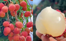 Một phụ nữ phải đi cấp cứu vì ăn hơn 100 quả vải: Có thể ăn tối đa bao nhiêu quả vải một ngày? Một phụ nữ phải đi cấp cứu vì ăn hơn 100 quả vải: Có thể ăn tối đa bao nhiêu quả vải một ngày?
