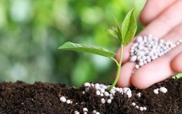 Giá urê tăng nóng do căng thẳng tại Trung Đông, doanh nghiệp phân bón của Việt Nam hưởng lợi?