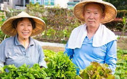 2 loại rau người Nhật xem như "thuốc tiên": Ở chợ Việt bán đầy, giá rẻ không tưởng