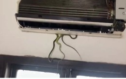 Dấu hiệu quan trọng cho thấy đang có rắn, 'sinh vật lạ' trong điều hòa: Nhiều gia đình chủ quan bỏ qua