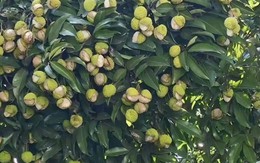 Xuất hiện loại vải "gây lú" mùa hè: Nhìn tưởng đột biến, ai ngờ lý do lại khiến dân mạng vừa buồn cười vừa thương Xuất hiện loại vải "gây lú" mùa hè: Nhìn tưởng đột biến, ai ngờ lý do lại khiến dân mạng vừa buồn cười vừa thương