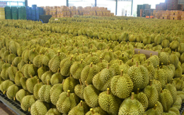 Không phải Trung Quốc, người dùng tại một quốc gia châu Á sắp đón sầu riêng giá rẻ: Giá giảm đến 30%, Malaysia đang thống trị thị trường Không phải Trung Quốc, người dùng tại một quốc gia châu Á sắp đón sầu riêng giá rẻ: Giá giảm đến 30%, Malaysia đang thống trị thị trường