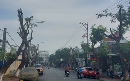 Hình ảnh hàng cây bị đốn hạ, cắt tỉa trơ trụi trên đường phố Dĩ An, Bình Dương