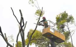 Tỉa cành mọc chặn lối đi, người đàn ông sốc khi biết cây có giá 3,6 tỷ đồng, hàng xóm đòi bồi thường 170 triệu đồng, tòa tuyên bố: Không cần đền