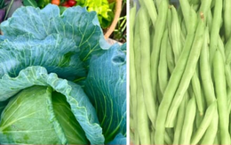 Chuyên gia kể tên những loại rau mùa hè dễ 'ngậm' hóa chất nhất