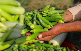 Các nhà khoa học phát hiện rau quen thuộc là khắc tinh của vi nhựa