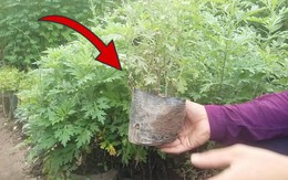 Thứ cây tưởng chỉ để ăn lại là "bùa hộ mệnh" trước cửa, ông bà xưa khuyên nhà nào cũng nên trồng