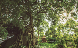 Cây di sản nghìn năm tuổi có dáng độc nhất vô nhị ở Việt Nam: Kiệt tác bonsai thiên tạo