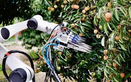 Drone bay ngợp trời, robot len qua từng gốc cây: Thủ phủ vải thế giới thu về hàng triệu tấn quả tươi nhờ ứng dụng công nghệ vệ tinh và AI tiên tiến nhất Drone bay ngợp trời, robot len qua từng gốc cây: Thủ phủ vải thế giới thu về hàng triệu tấn quả tươi nhờ ứng dụng công nghệ vệ tinh và AI tiên tiến nhất