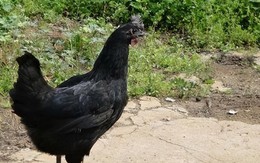 Năm 1985, các chuyên gia phát hiện ra ba con gà đen kỳ lạ: Chúng hóa ra là một loài siêu hiếm có thể đẻ ra trứng xanh! Năm 1985, các chuyên gia phát hiện ra ba con gà đen kỳ lạ: Chúng hóa ra là một loài siêu hiếm có thể đẻ ra trứng xanh!