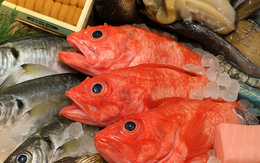 Ăn một loại cá thường xuyên có thể làm tăng mức thủy ngân trong não của bạn lên 10 lần!