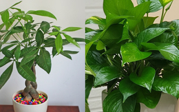 3 cây phong thủy là "vật giữ vía của" người Nhật: Vừa dễ trồng vừa thu hút tài lộc