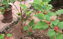 Loài cây trồng trước nhà thì gia chủ lụi bại, rời ra sau lại hóa vượng khí