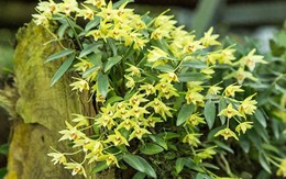 Người giàu thích trồng 5 cây này hơn hoa: Nhà có 1 cây thôi cũng sung túc, phúc lộc đong đầy