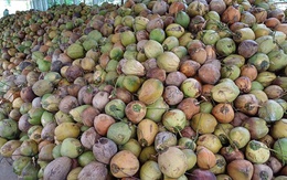 Vì sao Việt Nam ồ ạt nhập khẩu dừa?