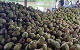 Sốc với đà tăng của giá dừa trong nước Sốc với đà tăng của giá dừa trong nước