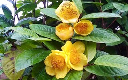 Loài cây nhà giàu coi như báu vật, trồng đâu lộc đó, tiền tụ như mây kéo