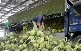 Vì sao Việt Nam vừa phải chi khoản tiền rất lớn nhập khẩu dừa?