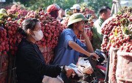 Sáng mùng 1 âm lịch, người dân Bắc Giang bàng hoàng vì giá vải bỗng dưng giảm mạnh, chỉ còn 3.000 đồng/kg Sáng mùng 1 âm lịch, người dân Bắc Giang bàng hoàng vì giá vải bỗng dưng giảm mạnh, chỉ còn 3.000 đồng/kg