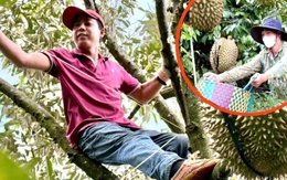 Nghề kiếm chục triệu mỗi ngày từ cây sầu riêng Nghề kiếm chục triệu mỗi ngày từ cây sầu riêng