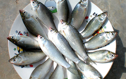 5 loại cá nhỏ là "tinh hoa" trên mâm cơm, ngọt thịt ít xương, không nuôi cám tăng trọng