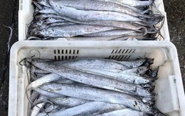 4 loại cá không thể nuôi nhân tạo trên thị trường, giá rẻ, thịt ngon, gặp là đừng bỏ lỡ