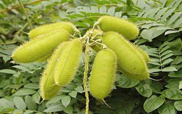 Cây dại xưa mọc đầy đường nay giá 300.000 đồng/kg