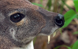 Lần theo hình ảnh camera hồng ngoại, kỹ sư bảo tồn hân hoan tìm thấy phân loài mới chưa được phát hiện