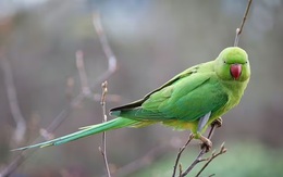 Bí ẩn về sự xuất hiện của loài chim xinh đẹp đang “xâm chiếm” nước Anh