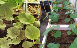 Loại rau giàu sắt hơn thịt bò, được ví như thuốc bổ gan tự nhiên, trồng ban công cực dễ