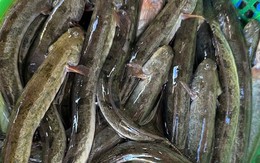 Loại cá "nhà nghèo" nay thành đặc sản, phơi khô bán 700.000 đồng/kg, nhà giàu mê như điếu đổ