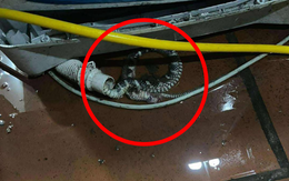 Kiểm tra máy giặt, người dùng tá hỏa phát hiện có rắn bên trong: Chúng đi vào từ đường nào? Kiểm tra máy giặt, người dùng tá hỏa phát hiện có rắn bên trong: Chúng đi vào từ đường nào?