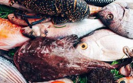 Đừng ngần ngại mua 5 loại cá này, đều là cá hoang dã và không thể nuôi được