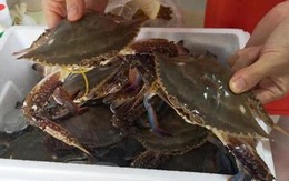 Thích ăn cua nhưng không biết cách chọn? 2 mẹo mua cua từ lão ngư, con nào cũng tươi ngon, chắc thịt!