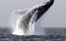 “Không còn gì để ngắm”: Công ty tour ngắm cá voi đóng cửa sau 25 năm, hệ sinh thái biển Ireland đang bên bờ sụp đổ?