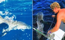 Ông Trump ân xá cho 2 thợ lặn giải cứu 19 con cá mập