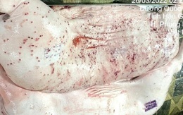 Người đóng dấu kiểm dịch hình chữ nhật lên heo bệnh của C.P. Việt Nam là ai?