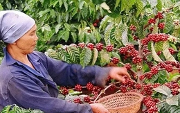 Giá cà phê Việt Nam cao nhất từ trước đến nay Giá cà phê Việt Nam cao nhất từ trước đến nay
