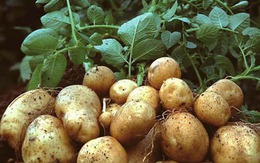 Củ này rẻ hơn khoai sọ, bổ hơn khoai lang, chợ Việt bán 40.000đ/kg: Không mua phí của trời! Củ này rẻ hơn khoai sọ, bổ hơn khoai lang, chợ Việt bán 40.000đ/kg: Không mua phí của trời!