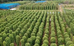 Mỹ bất ngờ săn lùng một loại nông sản quý hiếm của Việt Nam: Nước ta xuất khẩu bằng cả thế giới cộng lại, sở hữu hơn 100.000 ha diện tích trồng Mỹ bất ngờ săn lùng một loại nông sản quý hiếm của Việt Nam: Nước ta xuất khẩu bằng cả thế giới cộng lại, sở hữu hơn 100.000 ha diện tích trồng