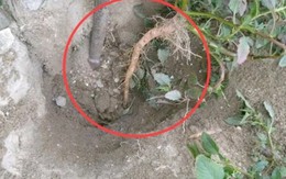 Cây người Việt chỉ ăn lá, ai ngờ rễ mới là “mỏ vàng” hái ra tiền Cây người Việt chỉ ăn lá, ai ngờ rễ mới là “mỏ vàng” hái ra tiền